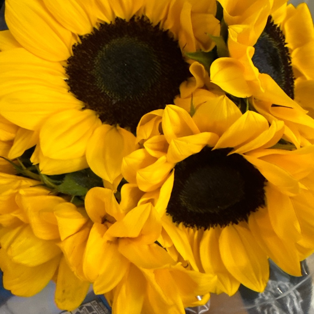 Meet your Posher, Roweanne